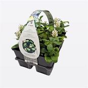 Pachysandra terminalis 'Green Carpet' (9cm pot – 6-pack) image