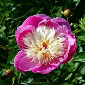 Paeonia 'Bowl of Beauty' (4L pot) image