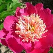 PaeoniaLactiflora 'Tom Cat' (4L pot) image
