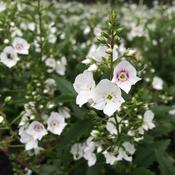 Parahebe 'Avalanche' (2L pot) image