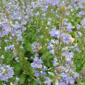 Parahebe Blue Avalanche (3L pot) image