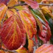 Parrotia persica 'Persian Spire' (5L pot)