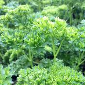 Parsley (9cm pot) image