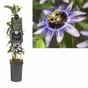 Passiflora 'Damsel's Delight' (2.25L pot)