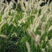 Pennisetum alopecuroides 'Hameln' (2L pot) image