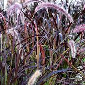 Pennisetum 'Tiny Tails' (3L pot)