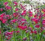 Penstemon 'Firebird' (2L pot) image
