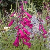 Penstemon 'Garnet' (3L pot) image