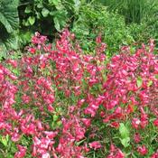 Penstemon 'Schoenholzeri' (2L pot) image