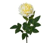 Peony on stem