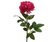Peony on stem