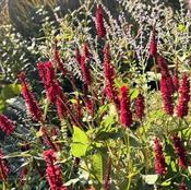 Persicaria 'Blackfield' (2L pot) image