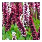 Persicaria 'Darjeeling Red' (3L pot)
