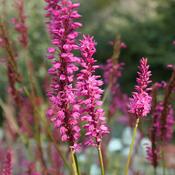Persicaria 'Flamingo Feathers' (2L pot) image