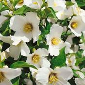 Philadelphus 'Belle Etoile' (12L pot) image
