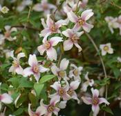 Philadelphus 'Petite Perfume Pink' (3L pot) image