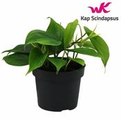 Philodendron scandens (12cm pot)