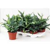 Phlebodium 'Blue Star' (18cm hanging pot) image