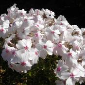 Phlox 'Amazing Grace' (9cm pot) image