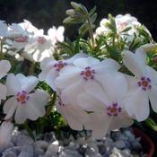Phlox 'Amazing Grace' (2L pot) image