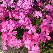 Phlox 'Daniels Cushion' (9cm pot) image