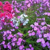 Phlox 'Famous Light Purple' (2L pot) image