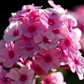 Phlox paniculata 'Famous Pink' (3L pot)