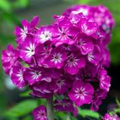 Phlox 'Famous Purple' (3L pot)