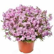 Phlox subulata 'Goldiphlox Pink' (3L pot) image