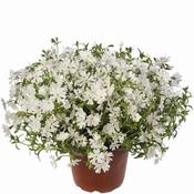 Phlox subulata 'Goldiphlox White' (3L pot) image