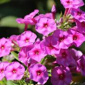 Phlox pan. 'Pink Flame' ® (2L pot) image