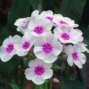 Phlox paniculata 'Bee Best White Pink Eye' (2L pot) image