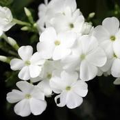 Phlox paniculata 'Danielle' (2L pot) image