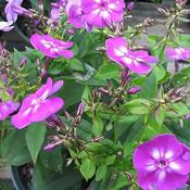 Phlox paniculata 'Laura' (2L pot) image