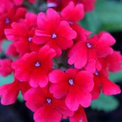 Phlox paniculata 'Red Riding Hood' (2L pot) image