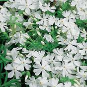 Phlox subulata 'Fabulous White' (9cm pot) image