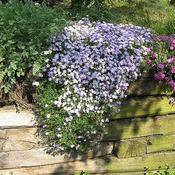 Phlox sub. 'Emerald Cushion' (9cm pot)