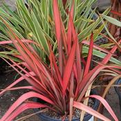 Phormium 'Evening Glow' (3L pot)