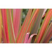 Phormium 'Jester' (3L pot)