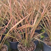 Phormium 'Pink Panther' (2L pot)