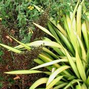 Phormium 'Yellow Wave' (10L pot) image