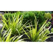 Phormium 'Yellow Wave' (3L pot) image