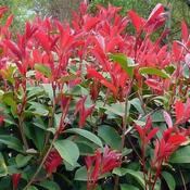 Photinia 'Carre Rouge' (3L pot) image