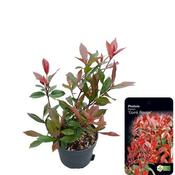 Photinia 'Carre Rouge' (2L pot)