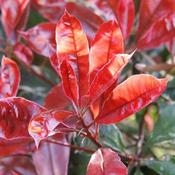 Photinia Fraseri 'Magical Volcano' (9L pot) image
