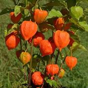 Physalis 'Franchetii' (2L pot)