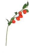Physalis stem (69cm) image