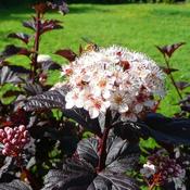 Physocarpus 'Diabolo' (3L pot)