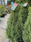 Picea Glauca Conica (15L pot)