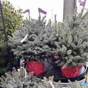 Picea pungens glauca Super Blue (7L pot) image